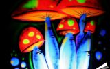 Magic Mushroom Land 4